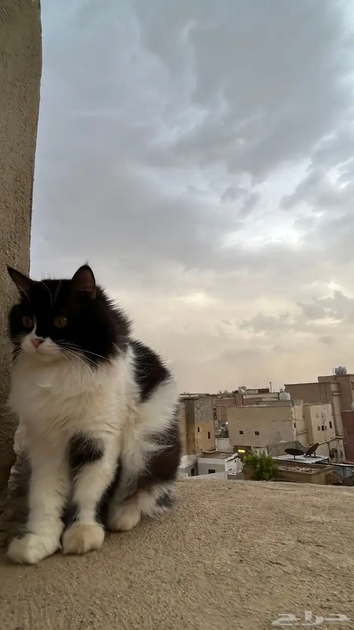 قطه للتبني 0