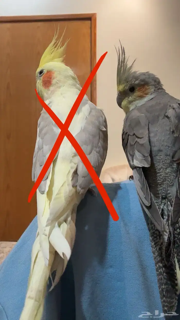انثى كروان 3