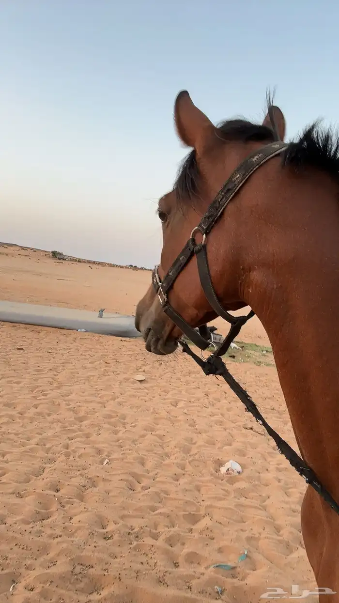 فرس شيخه 1