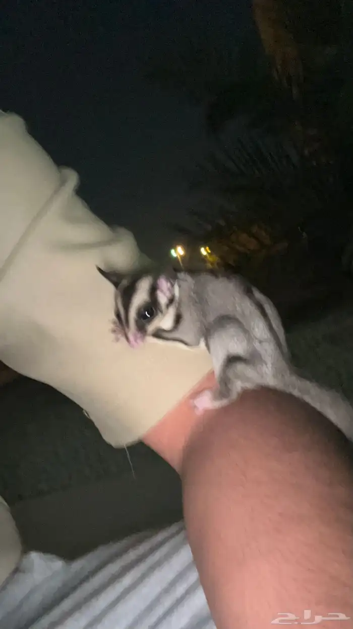 سنجاب اليف للبيع 2