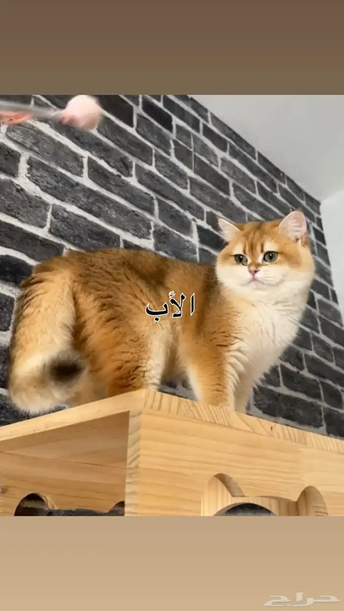 قطط سكوتش للبيع 5