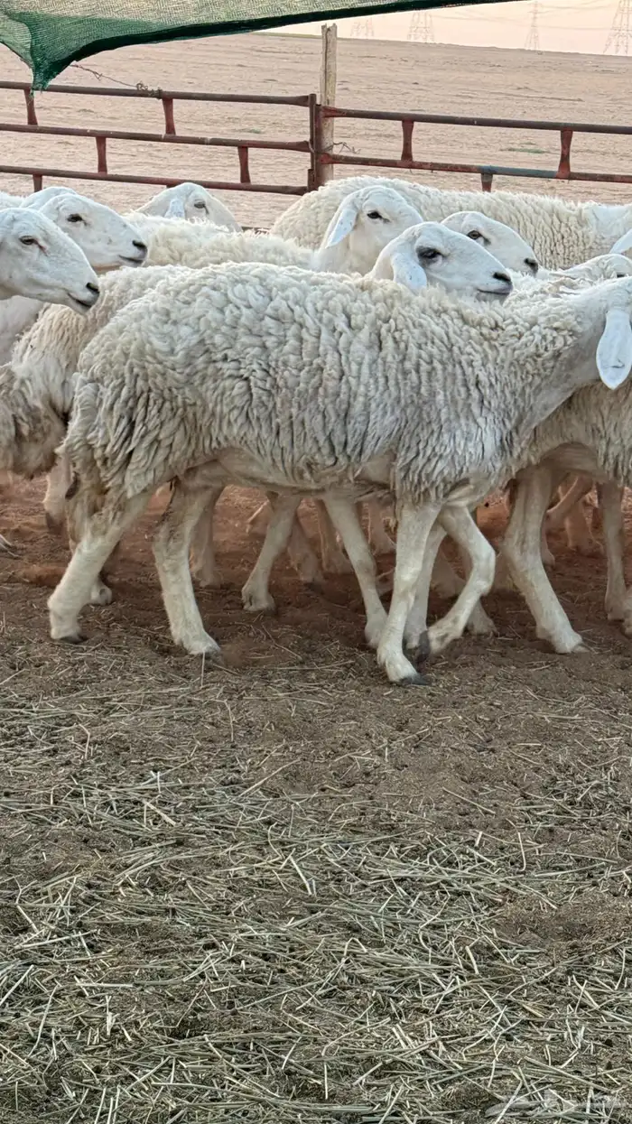 غنم حريات صنف للبيع 4