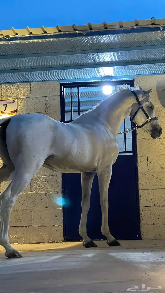 خيل 0