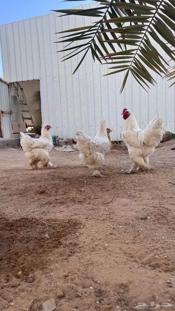 طقم براهما بياض 0