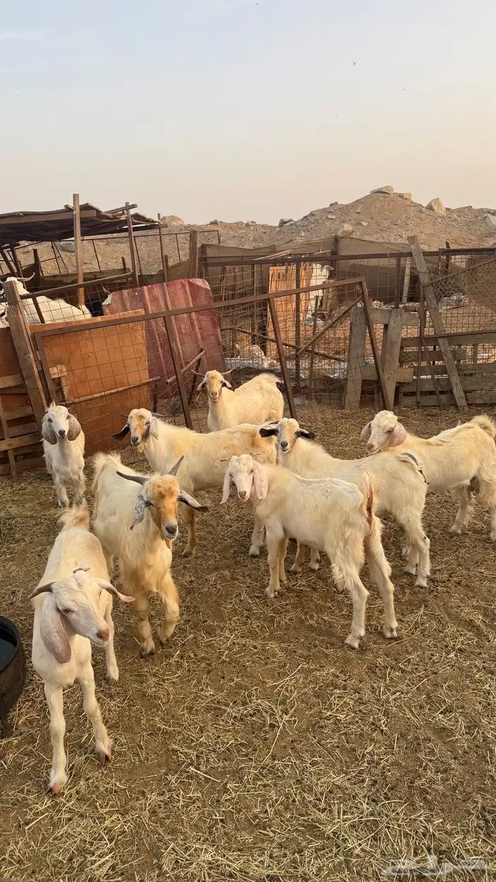 تيوس بدوية 1