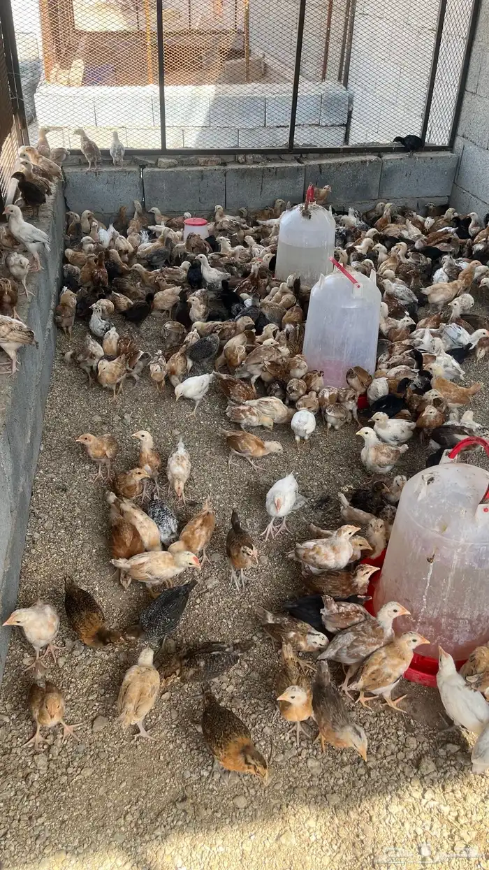 دجاج بلدي تم البيييع 2