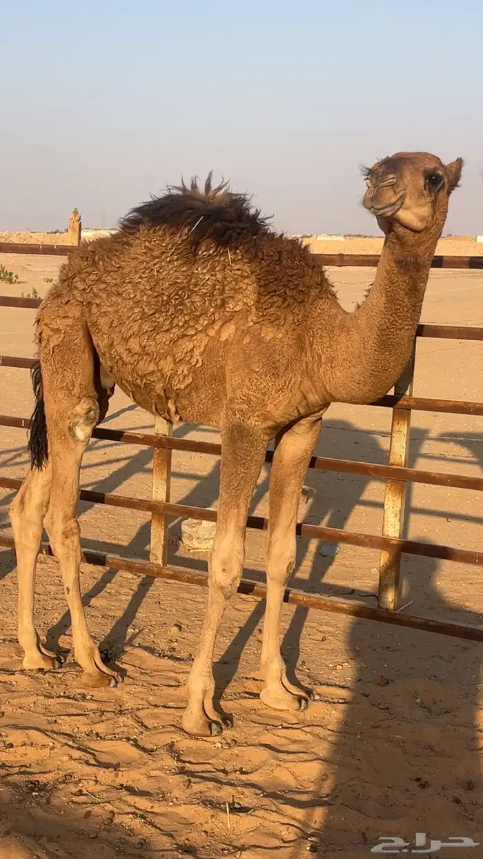 حشو للبيع 0