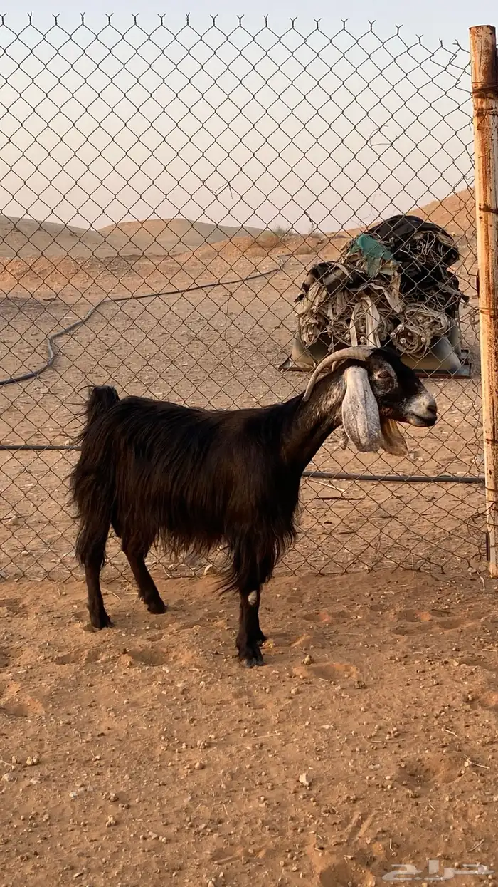 عنز دافع عارضيه 3