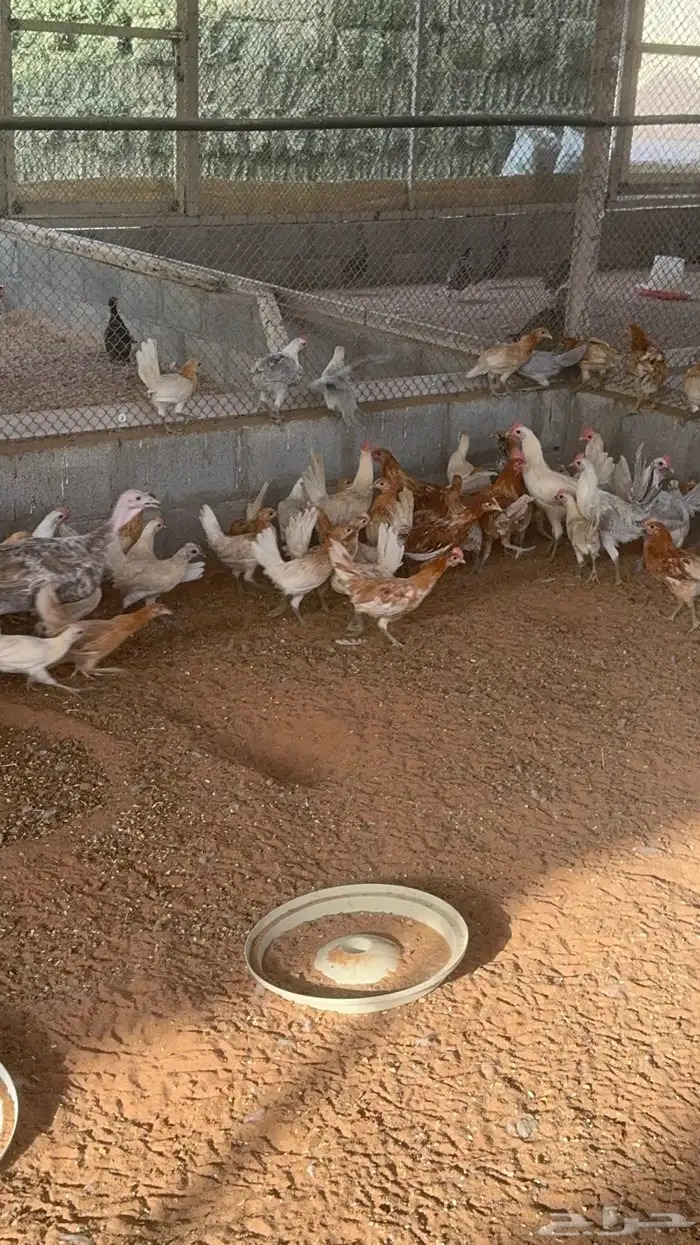 حبشي دجاج رومي بط قطا حجل فزنت 1