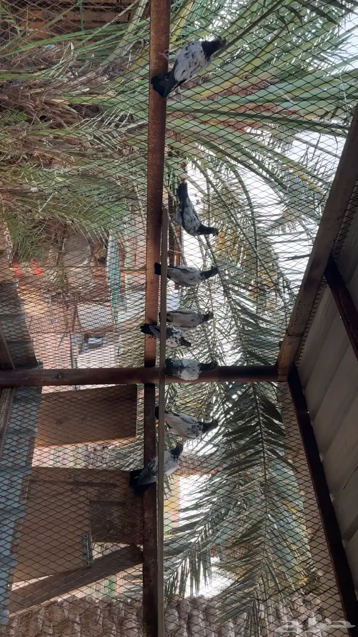 موجود طبات بكستاني مطير شرط 4