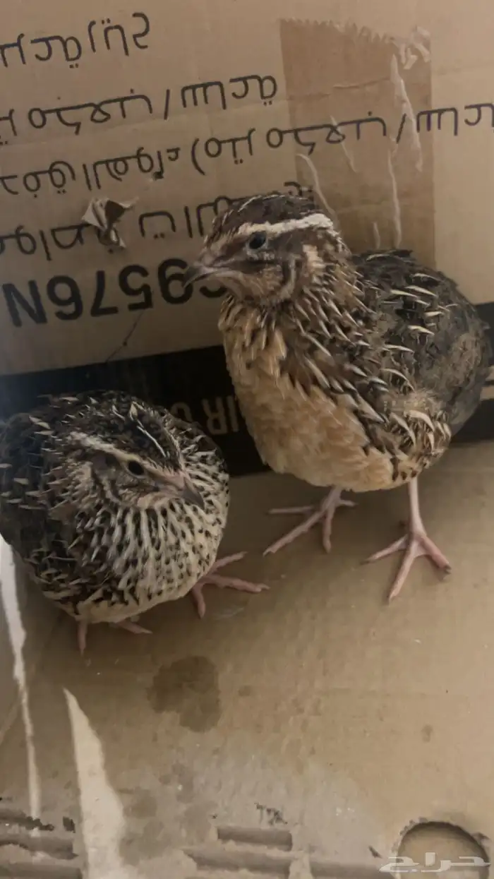 سمان زوج البيع 0