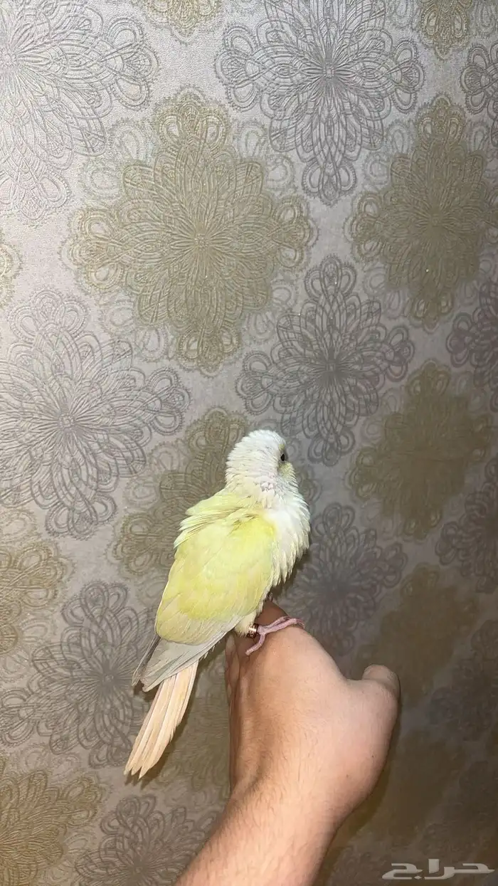 كنيور مون شيك هدد 4