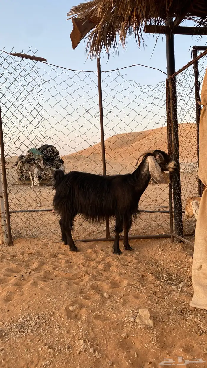 عنز دافع عارضيه 0