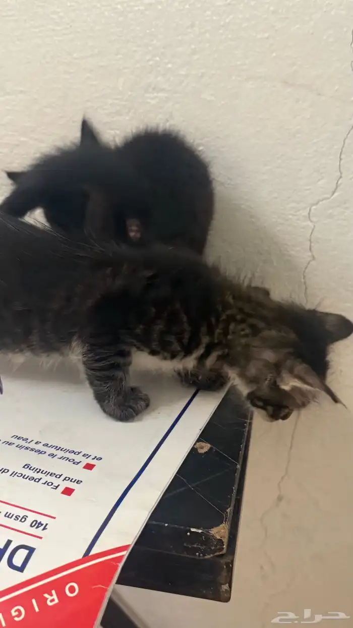 حيوانات قطط 3