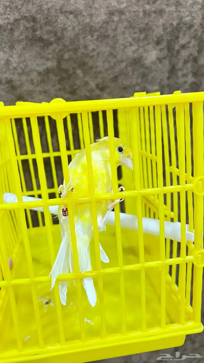 كناري ذكر وجوز طيور حب هوقو 4