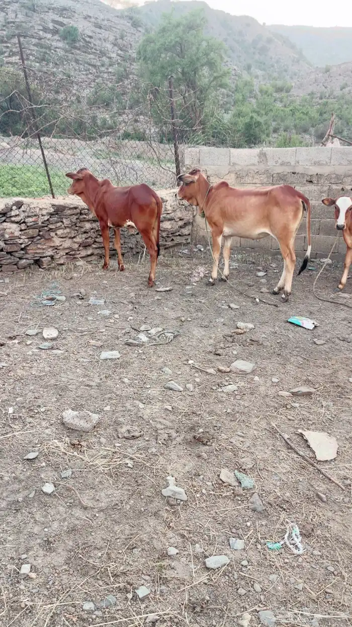 بقر للبيع العدد 5 وحده عليها عجل ذكر ولبن وافر ولله الحمد 4