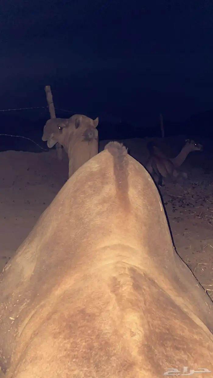 بعير احمر كفو 3