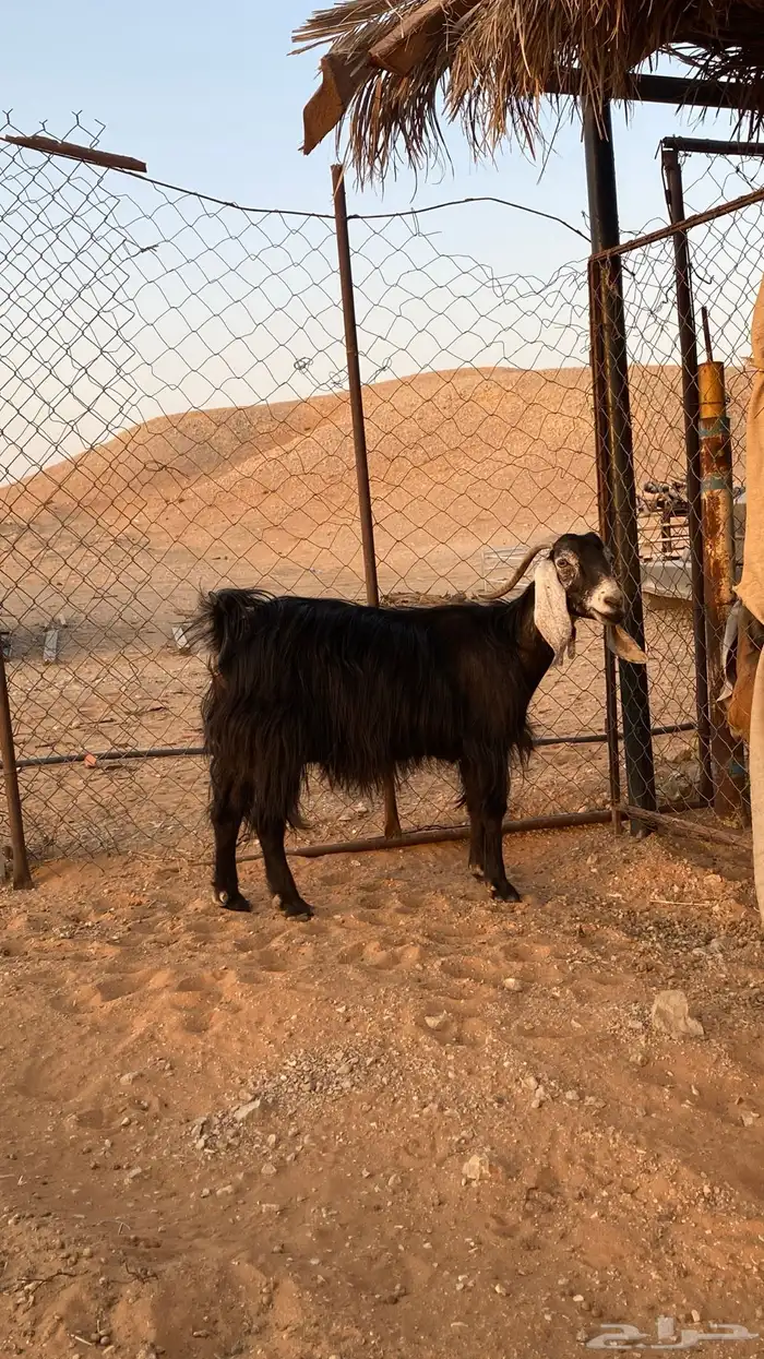 عنز دافع عارضيه 1