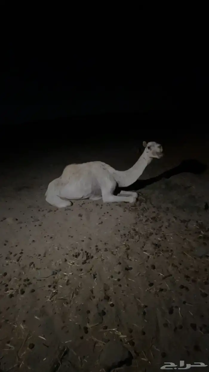 نياق ذبح واحده منكسره رجلها وثانيه سليمه شرط 2