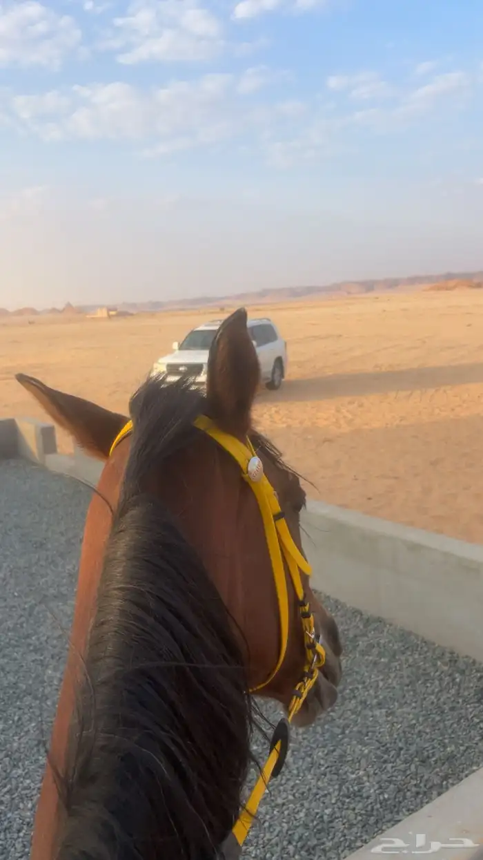 فرس شيخه 0
