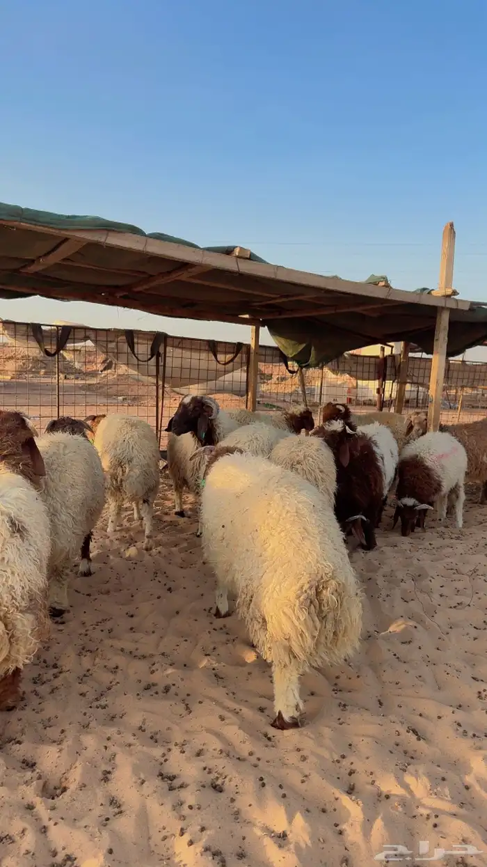 ذبايح تابي و تمارا وامكان 3