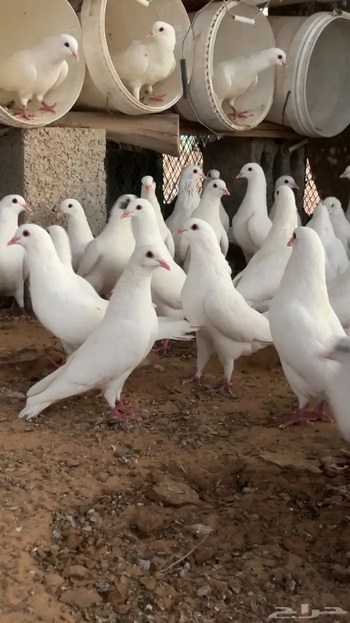 الخرج 0