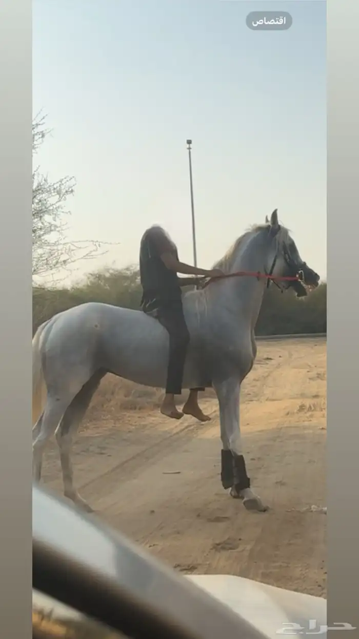 خيل عربي للبيع 1