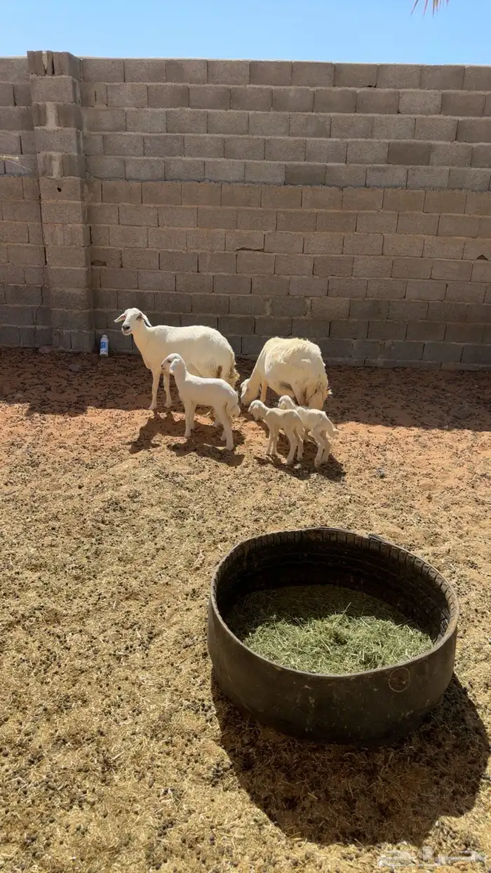 شياه متابيع 0