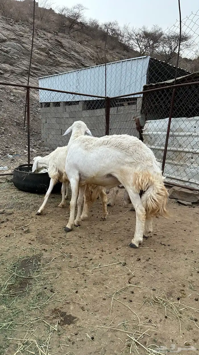 خروف حري 3