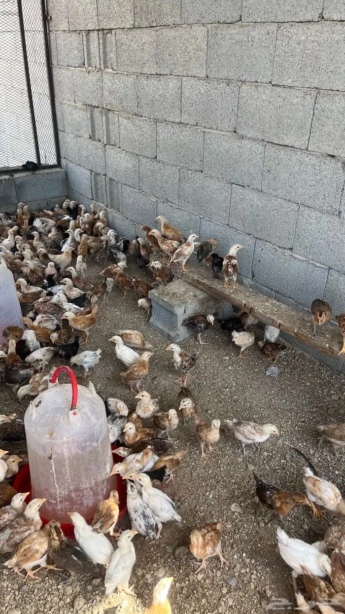 دجاج بلدي تم البيييع 5