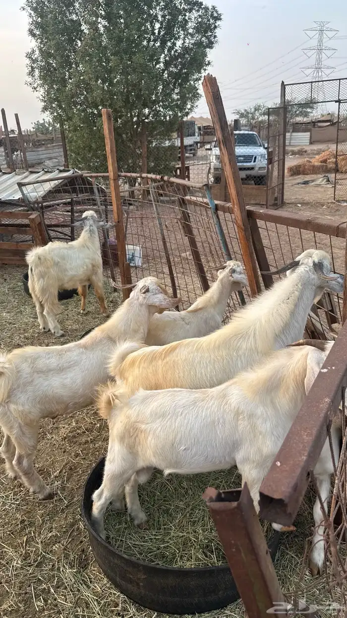 تيوس بدوية 5