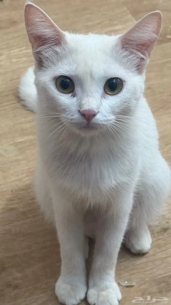 حيوانات قطط 1