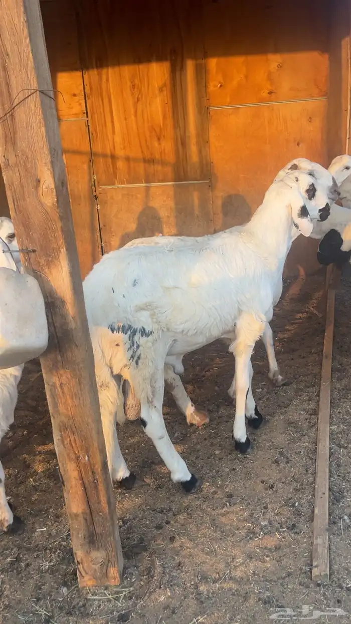 طليان سواكن مرابي 4 شهور فل شحم شامل الذبح التوصيل 4