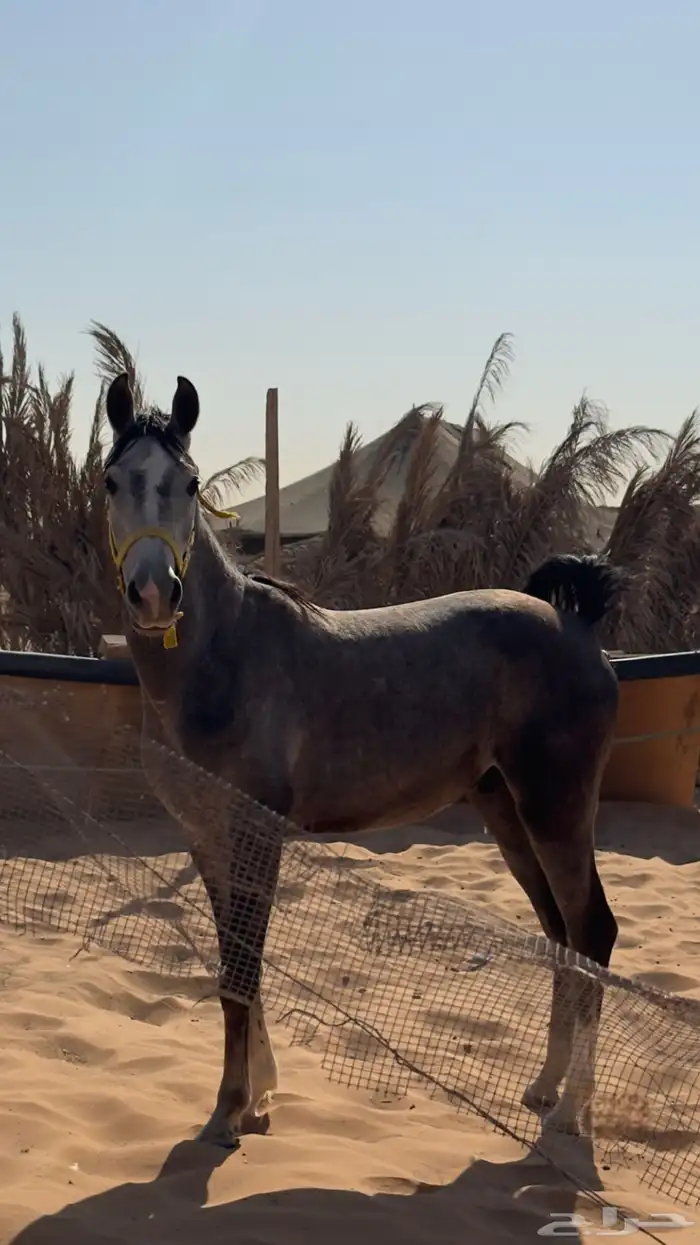 مهر شعبي 4
