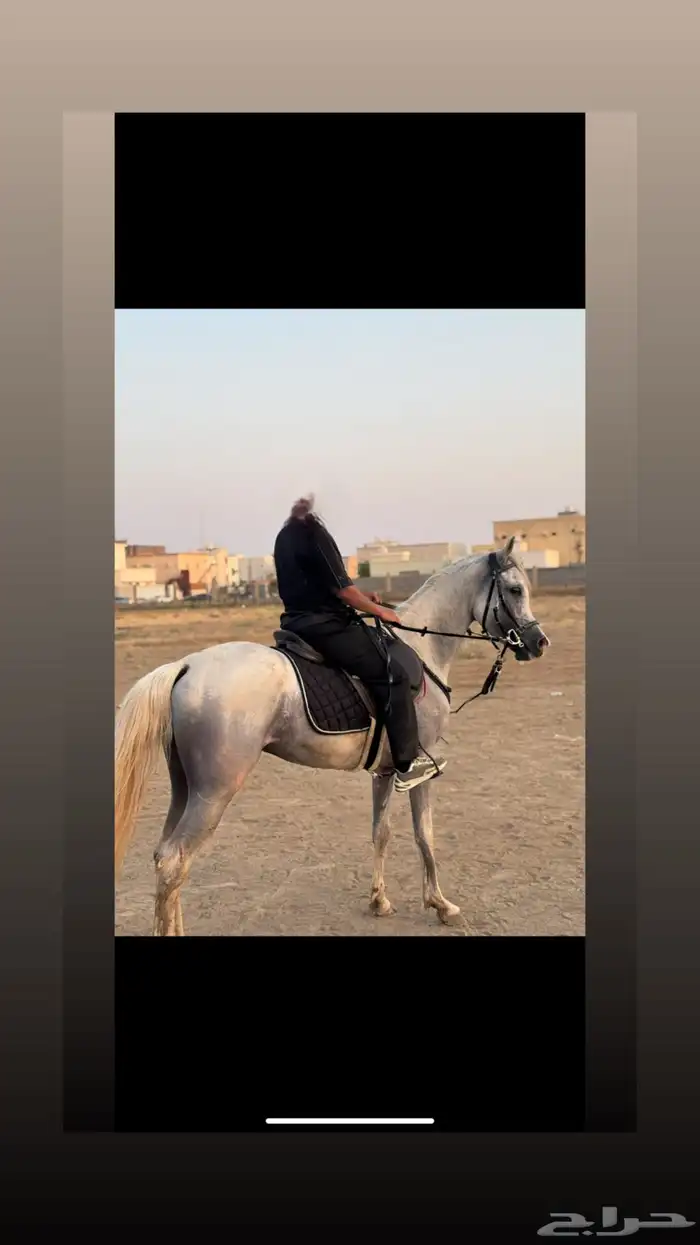 خيل عربي للبيع 5