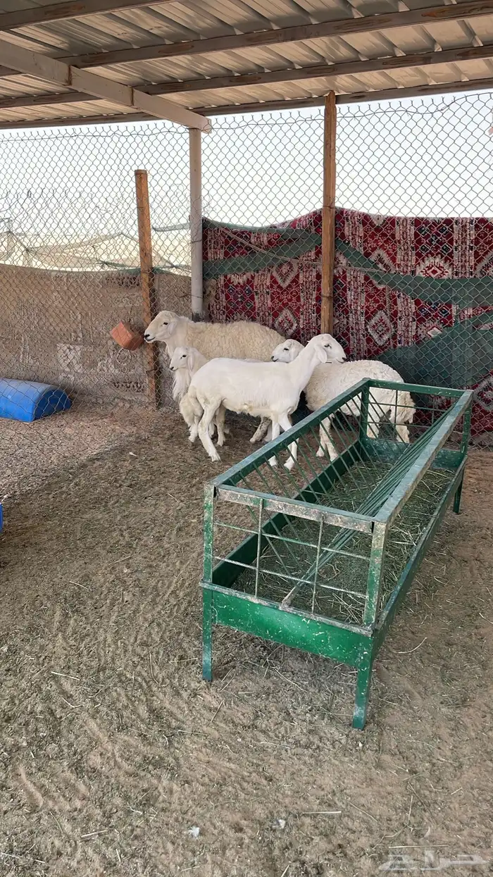 خروف فحل و ثلاث طليان 0