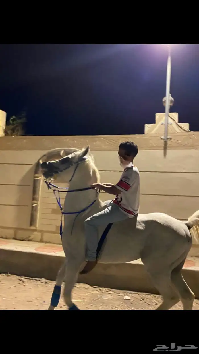 حصان عربي شعبي طرب الطرب 0