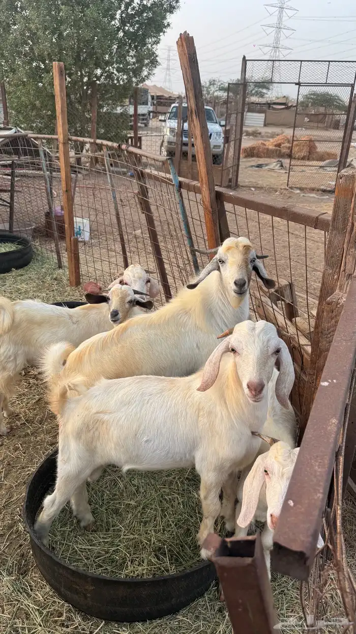 تيوس بدوية 4