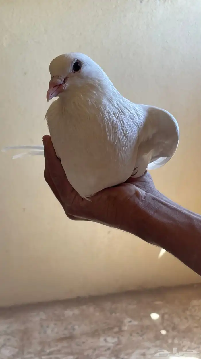 حمام لاحم 4