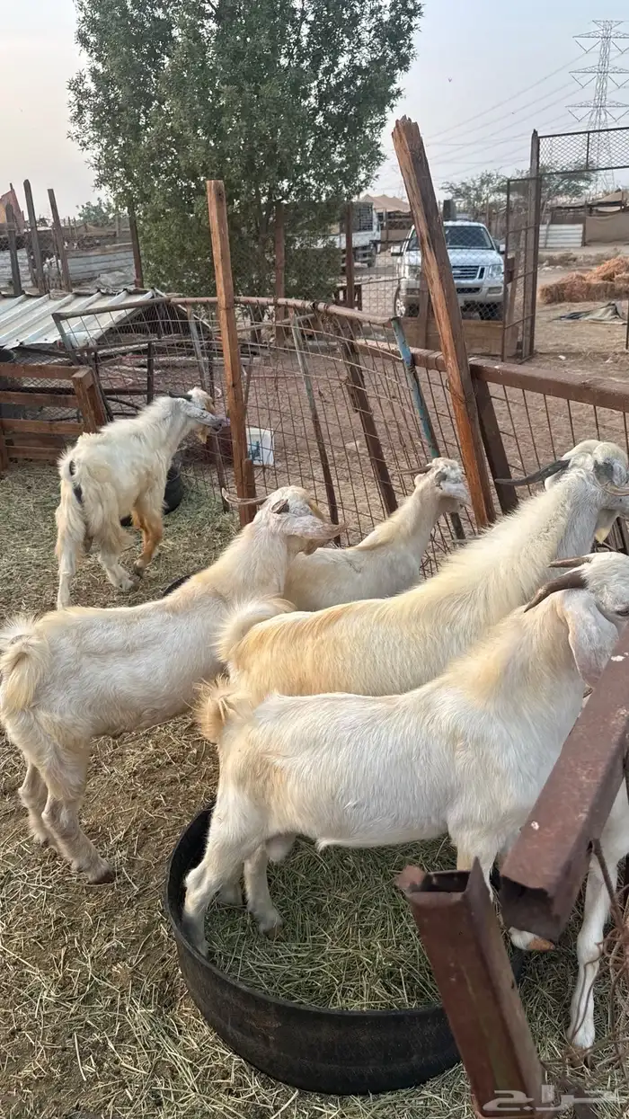 تيوس بدوية 7