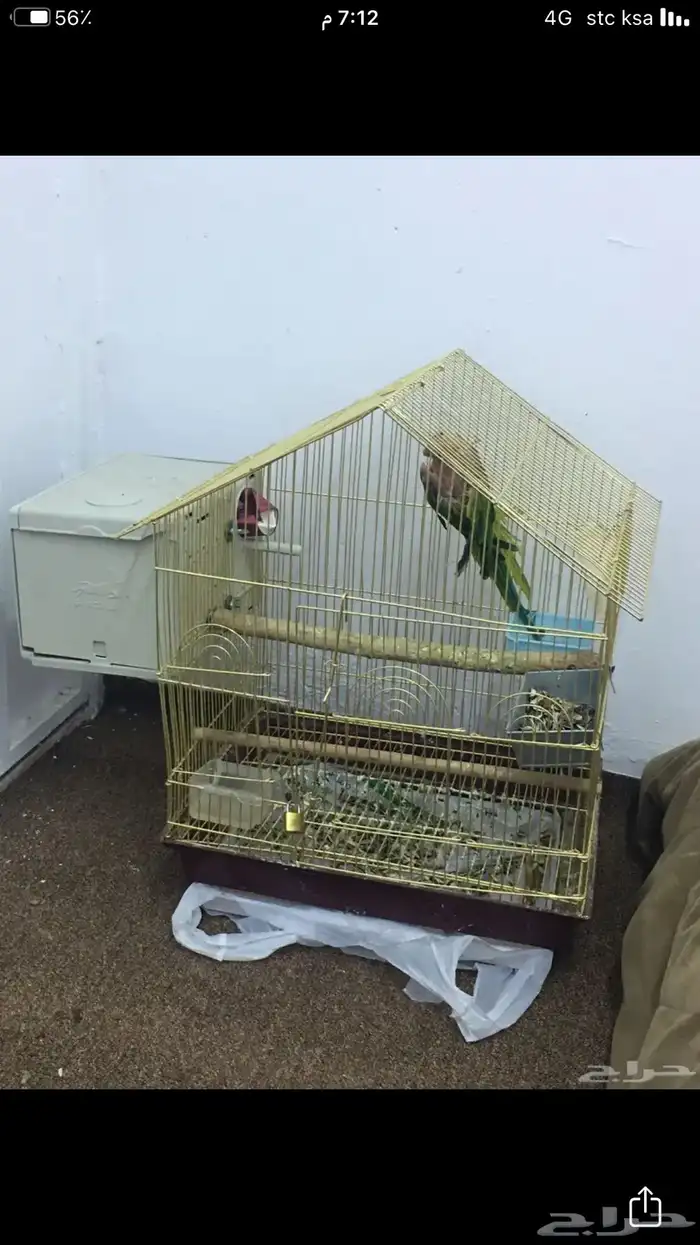 انثى دره منتجه 3