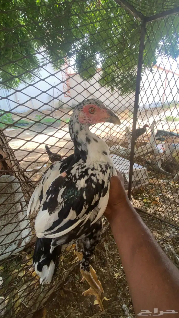 فروخ سندي بيور فواخر 3