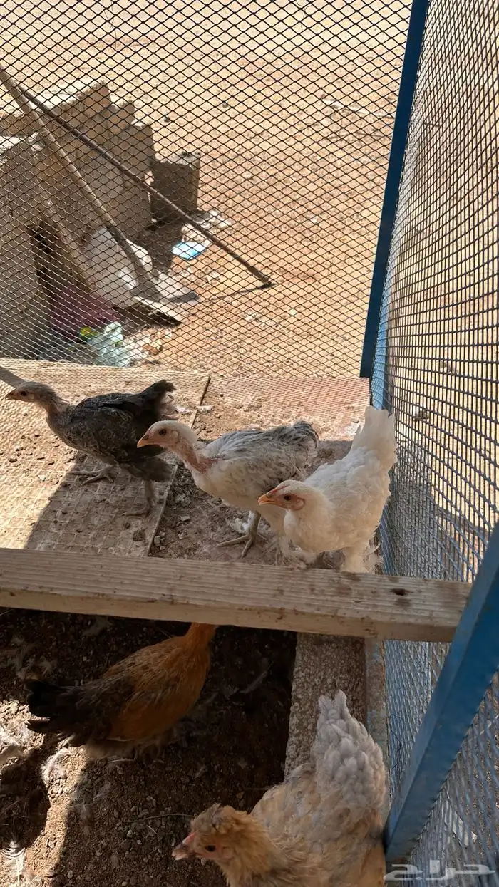 صوص براهما 3