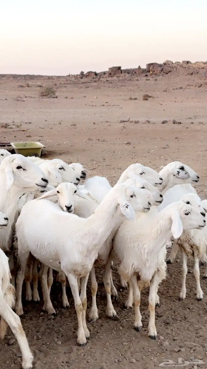 رخال دفيع غنم مقنوي ومراح قرايب بفحلها 2