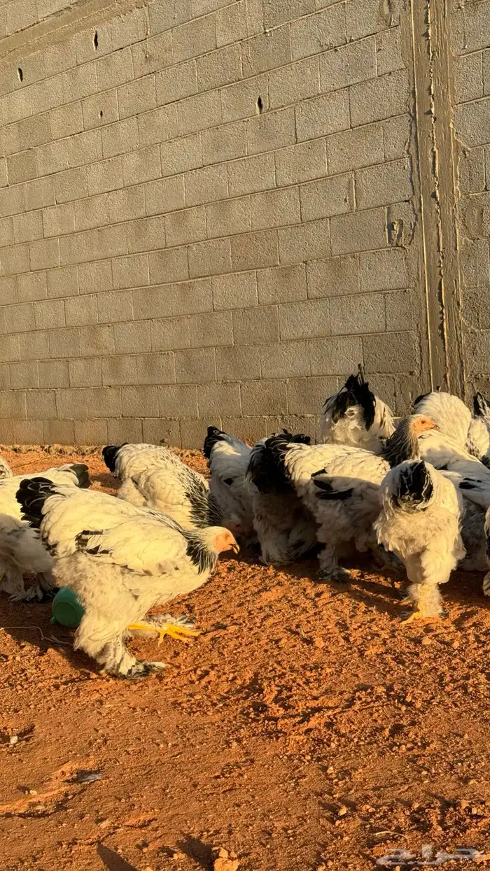 براهما كولمبي اصل انتاج من انتاج 1