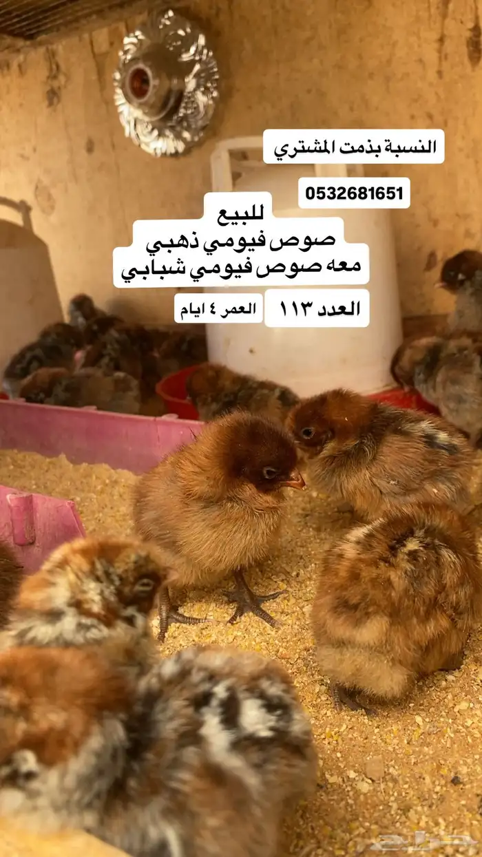 لايجي إلى الصامل. 0
