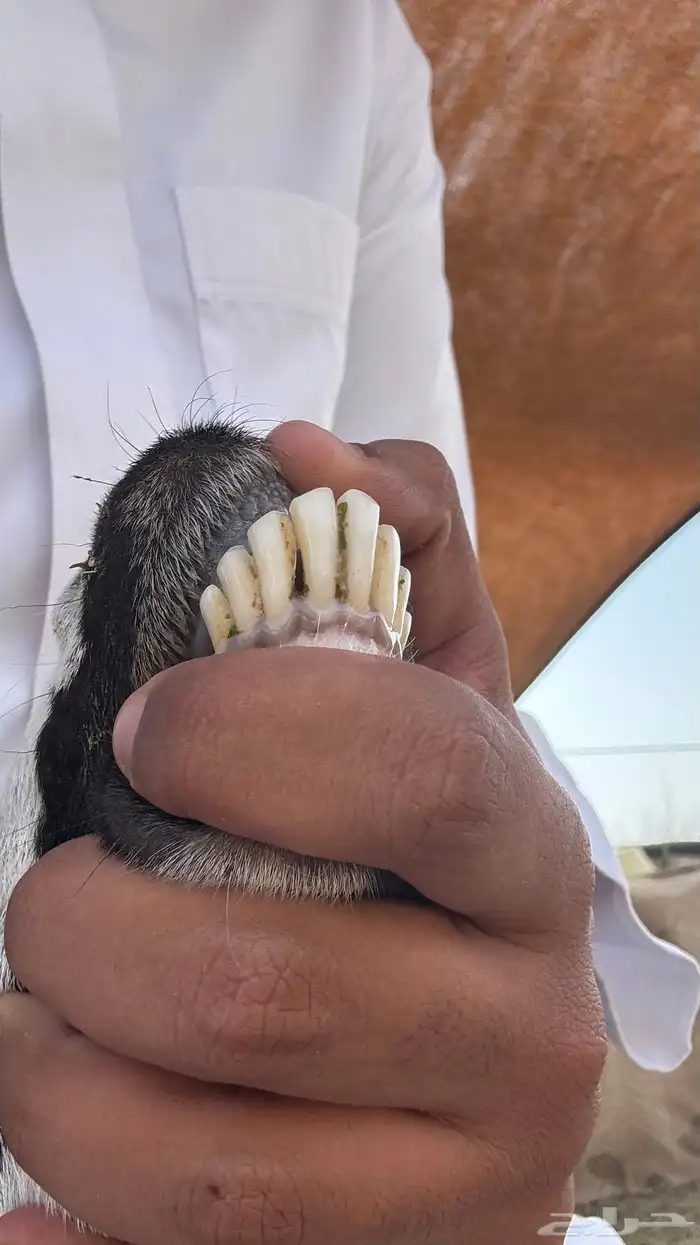 عنز مصريه حليب شرط 8
