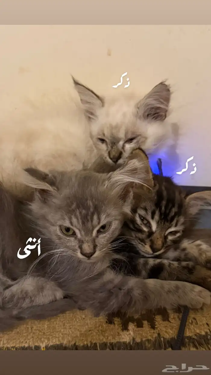 قطط للبيع 4