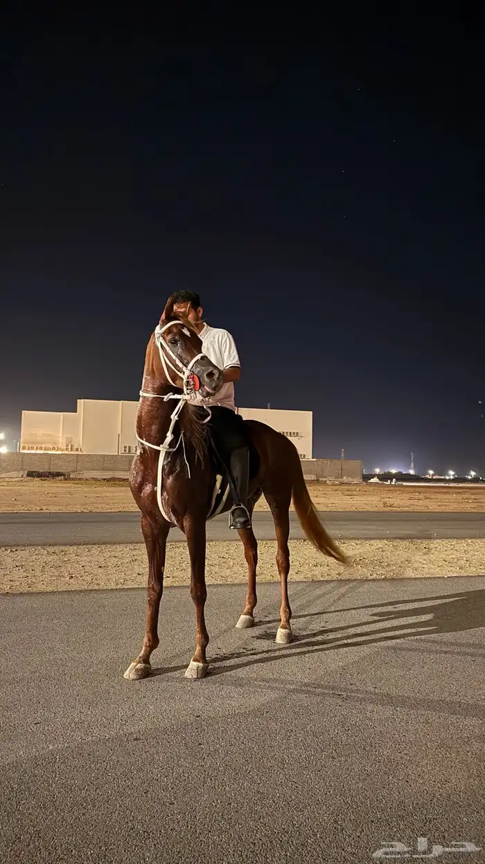 خيل 1