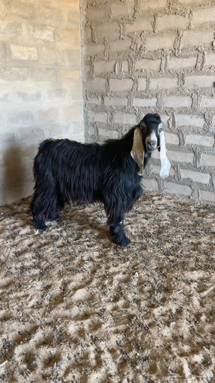للبيع معزا مضريع 3